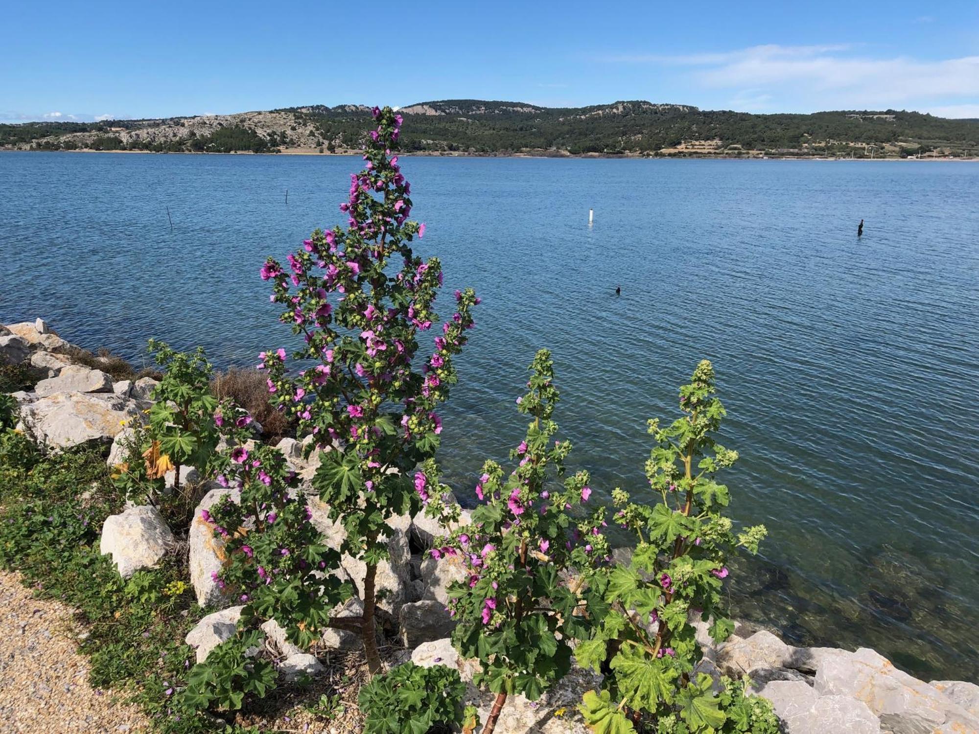 Gruissan Appartement Calme, Vue Sur Port De Plaisance -Clim, Empl.Parking Dış mekan fotoğraf